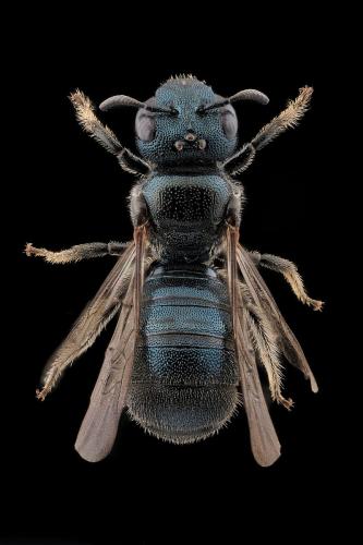 Ceratina cyanea